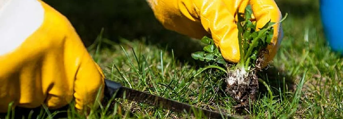 Unkrautjäten mit Messer